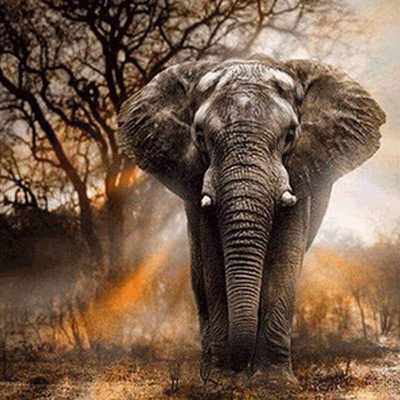 Elefant Motiv 5d Diamond Paint  -  40 X 50 Cm