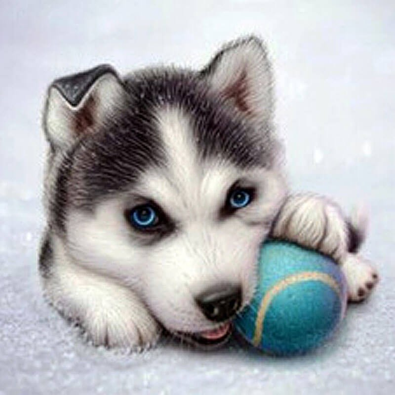 Husky Hvalp 5d Diamond Paint - 40 X 40 Cm